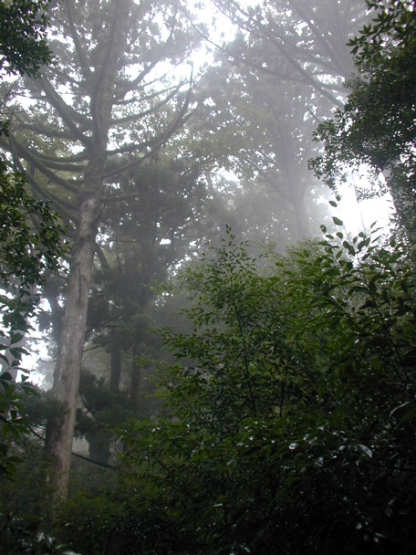 Forest heights, mist of Yakushima