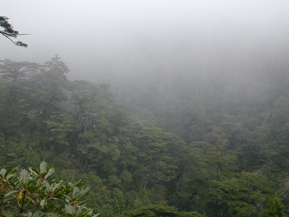 Misty Yakushima Forest